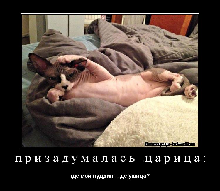 призадумалась царица: где мой пуддинг, где ушица?... Котоматрица: призадумалась царица: где мой пуддинг, где ушица?