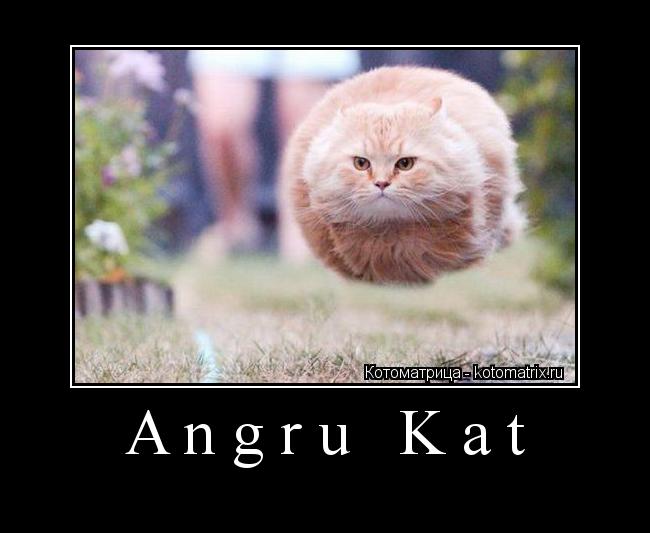 Angru Kat ... Котоматрица: Angru Kat