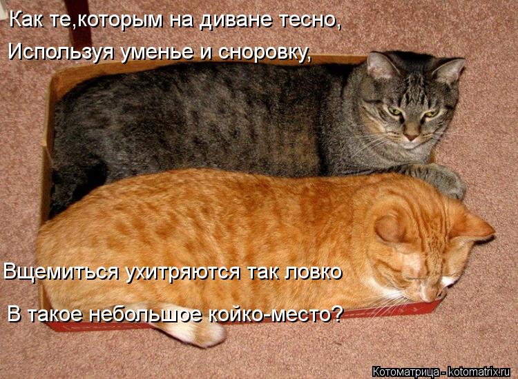 Используя уменье и сноровку, Как те,которым на диване тесно, Вщемиться ухитряются так ловко В такое н... Котоматрица: Используя уменье и сноровку, Как те,которым на диване тесно, Вщемиться ухитряются так ловко В такое небольшое койко-место?