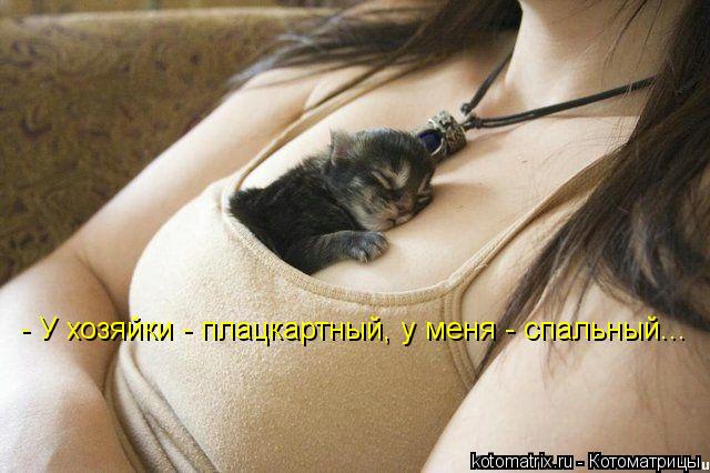 - У хозяйки - плацкартный, у меня - спальный...... Котоматрица: - У хозяйки - плацкартный, у меня - спальный...