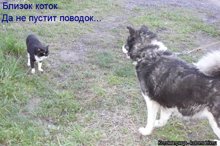 Близок коток Да не пустит поводок...... Котоматрица: Близок коток Да не пустит поводок...