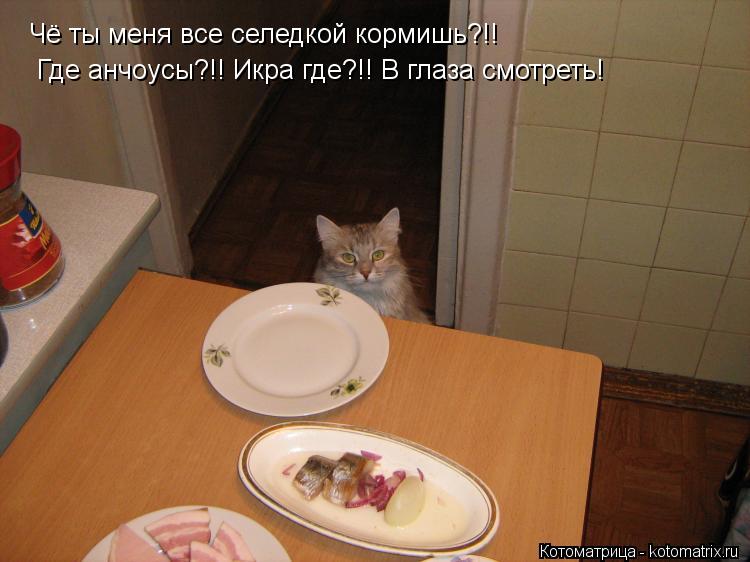 Чё ты меня все селедкой кормишь?!! Где анчоусы?!! Икра где?!! В глаза смотреть!... Котоматрица: Чё ты меня все селедкой кормишь?!! Где анчоусы?!! Икра где?!! В глаза смотреть!