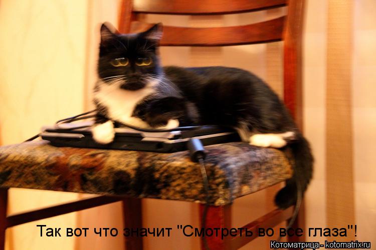 Так вот что значит "Смотреть во все глаза"!... Котоматрица: Так вот что значит "Смотреть во все глаза"!