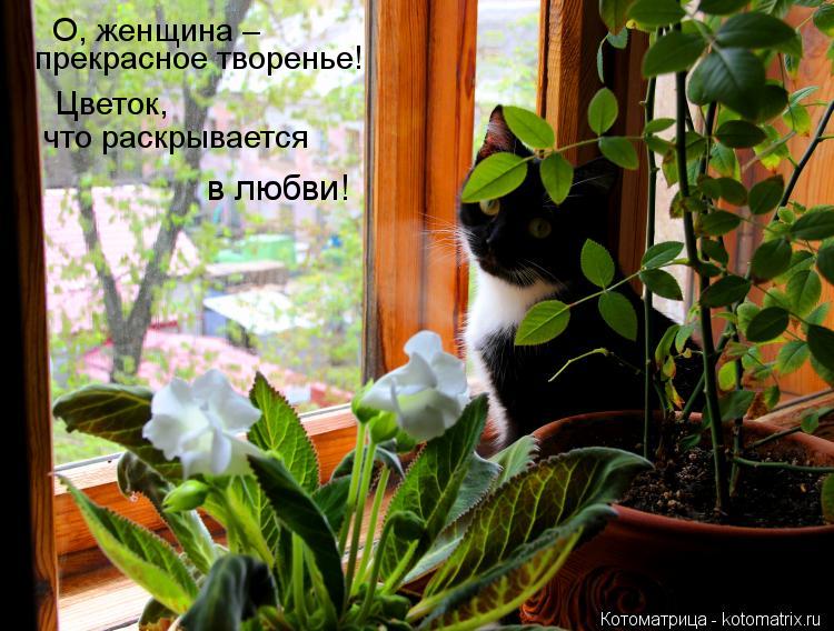 О, женщина – прекрасное творенье! Цветок, что раскрывается в любви!... Котоматрица: О, женщина – прекрасное творенье! Цветок, что раскрывается в любви!