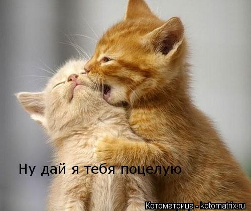 Ну дай я тебя поцелую... Котоматрица: Ну дай я тебя поцелую