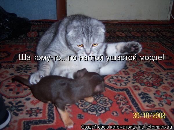 -Ща кому-то...по наглой ушастой морде!... Котоматрица: -Ща кому-то...по наглой ушастой морде!