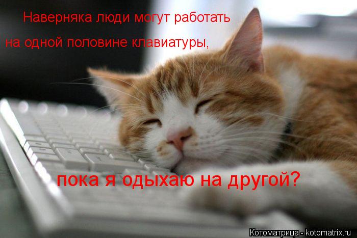Наверняка люди могут работать на одной половине клавиатуры, пока я одыхаю на другой?... Котоматрица: Наверняка люди могут работать на одной половине клавиатуры, пока я одыхаю на другой?