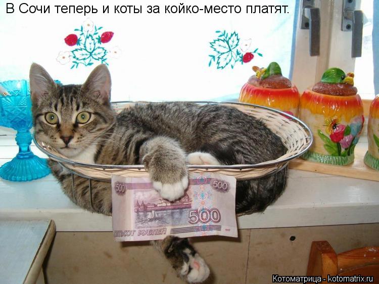 В Сочи теперь и коты за койко-место платят.... Котоматрица: В Сочи теперь и коты за койко-место платят.