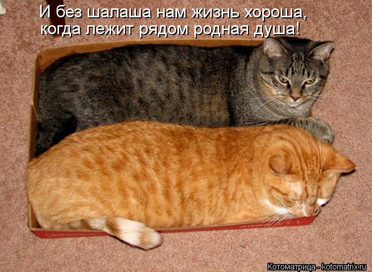 И без шалаша нам жизнь хороша, когда лежит рядом родная душа!... Котоматрица: И без шалаша нам жизнь хороша, когда лежит рядом родная душа!