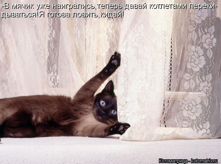 -В мячик уже наигрались,теперь давай котлетами переки- дываться!Я готова ловить,кидай!... Котоматрица: -В мячик уже наигрались,теперь давай котлетами переки- дываться!Я готова ловить,кидай!