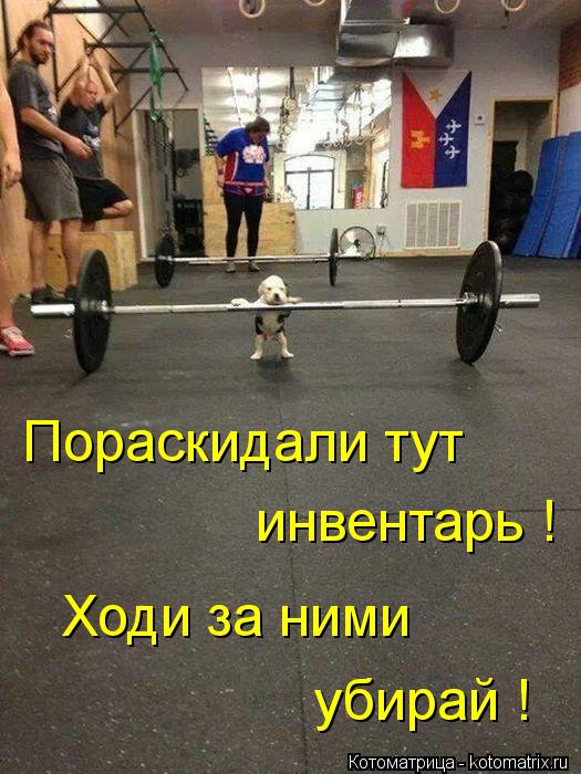 Пораскидали тут инвентарь ! Ходи за ними убирай !... Котоматрица: Пораскидали тут инвентарь ! Ходи за ними убирай !