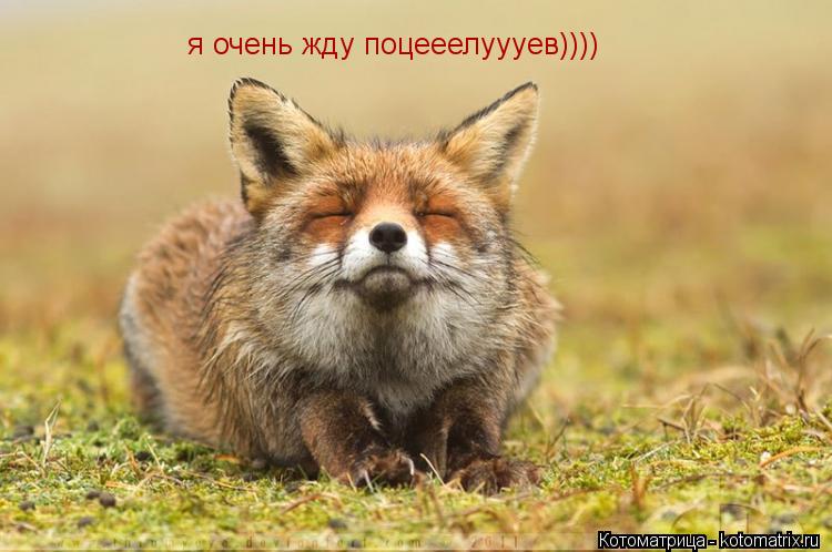 я очень жду поцееелуууев))))... Котоматрица: я очень жду поцееелуууев))))