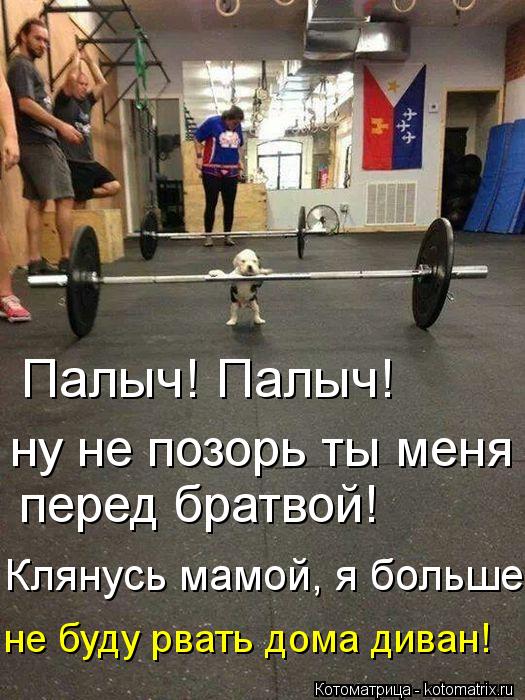 Палыч! Палыч! ну не позорь ты меня перед братвой! Клянусь мамой, я больше не буду рвать дома диван!... Котоматрица: Палыч! Палыч! ну не позорь ты меня перед братвой! Клянусь мамой, я больше не буду рвать дома диван!