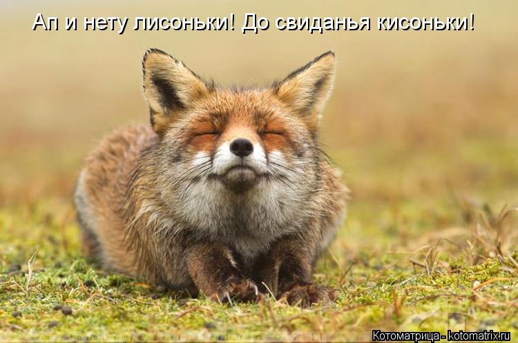 Ап и нету лисоньки! До свиданья кисоньки!... Котоматрица: Ап и нету лисоньки! До свиданья кисоньки!
