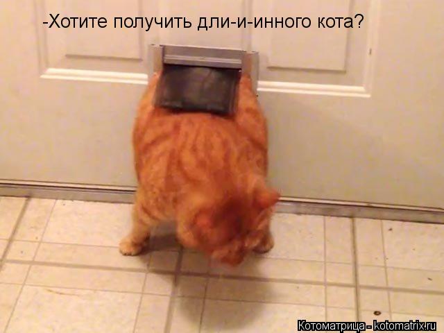-Хотите получить дли-и-инного кота?... Котоматрица: -Хотите получить дли-и-инного кота?