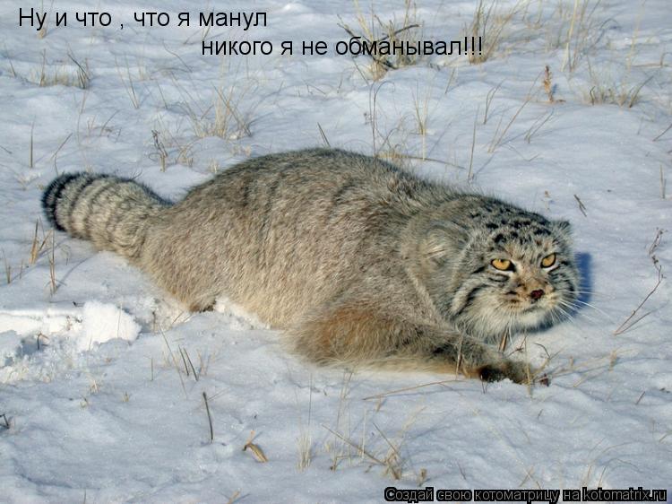 Ну и что , что я манул никого я не обманывал!!!... Котоматрица: Ну и что , что я манул никого я не обманывал!!!