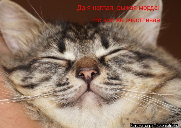 Да я наглая, рыжая морда! Но все же счастливая...... Котоматрица: Да я наглая, рыжая морда! Но все же счастливая...