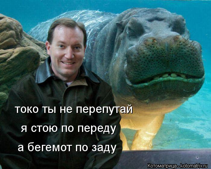 токо ты не перепутай я стою по переду а бегемот по заду... Котоматрица: токо ты не перепутай я стою по переду а бегемот по заду