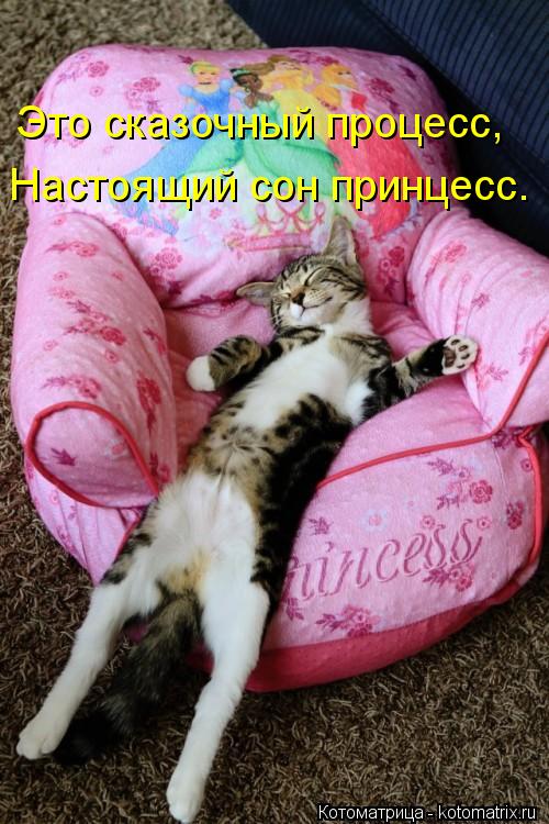 Это сказочный процесс, Настоящий сон принцесс.... Котоматрица: Это сказочный процесс, Настоящий сон принцесс.