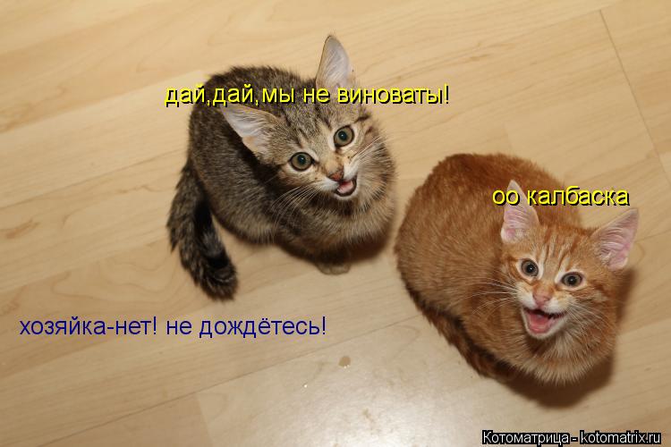 оо калбаска оо калбаска дай,дай,мы не виноваты! дай,дай,мы не виноваты! хозяйка-нет! не дождётесь!... Котоматрица: оо калбаска оо калбаска дай,дай,мы не виноваты! дай,дай,мы не виноваты! хозяйка-нет! не дождётесь!