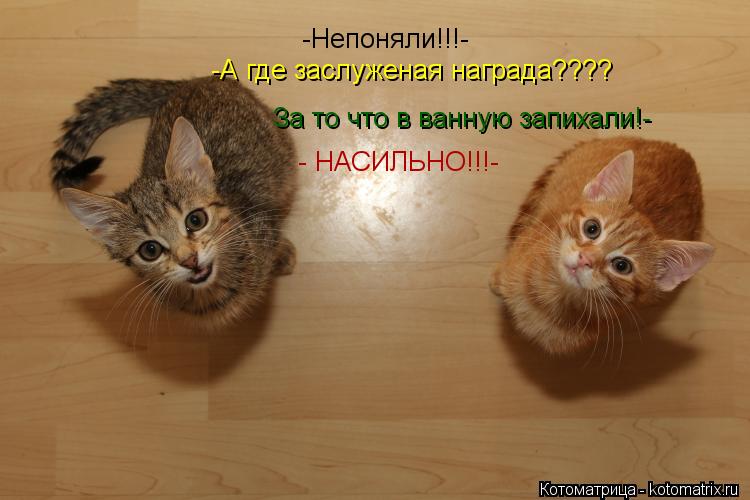 -Непоняли!!!- -А где заслуженая награда???? За то что в ванную запихали!- - НАСИЛЬНО!!!-... Котоматрица: -Непоняли!!!- -А где заслуженая награда???? За то что в ванную запихали!- - НАСИЛЬНО!!!-