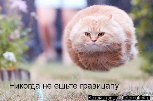 Никогда не ешьте гравицапу.... Котоматрица: Никогда не ешьте гравицапу.