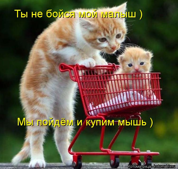 Ты не бойся мой малыш ) Мы пойдём и купим мышь )... Котоматрица: Ты не бойся мой малыш ) Мы пойдём и купим мышь )