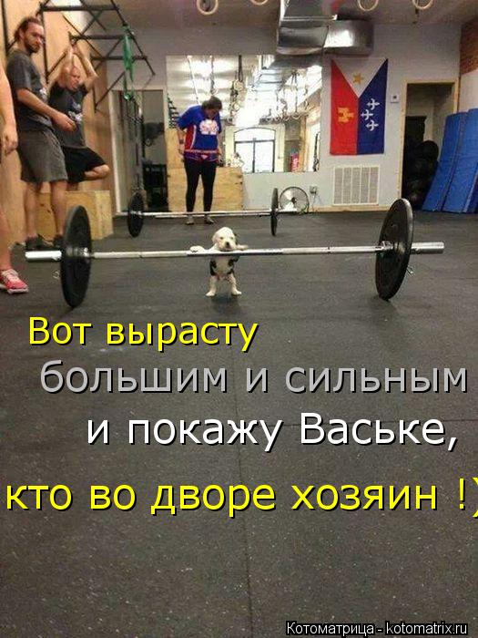Вот вырасту большим и сильным и покажу Ваське, кто во дворе хозяин !)... Котоматрица: Вот вырасту большим и сильным и покажу Ваське, кто во дворе хозяин !)
