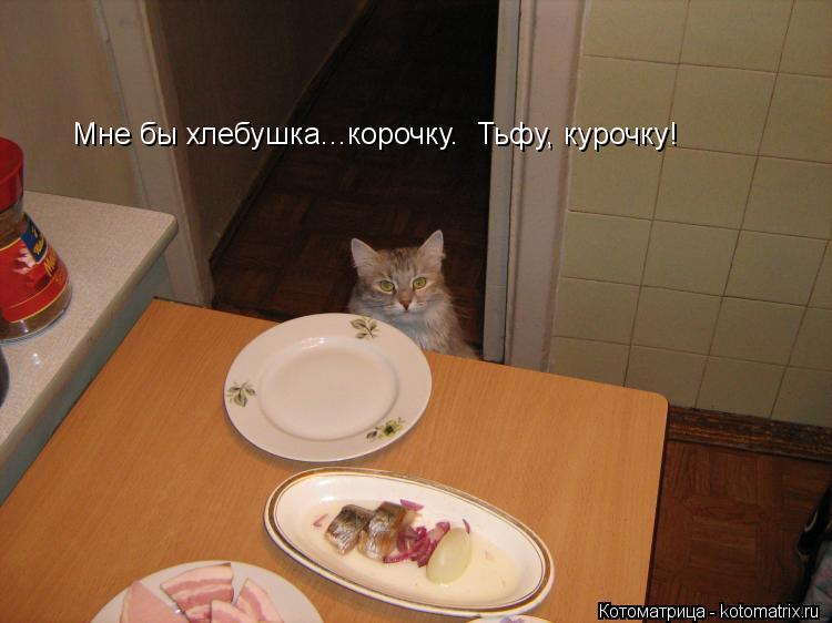 Мне бы хлебушка...корочку. Тьфу, курочку!... Котоматрица: Мне бы хлебушка...корочку. Тьфу, курочку!