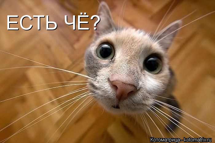 ЕСТЬ ЧЁ?... Котоматрица: ЕСТЬ ЧЁ?