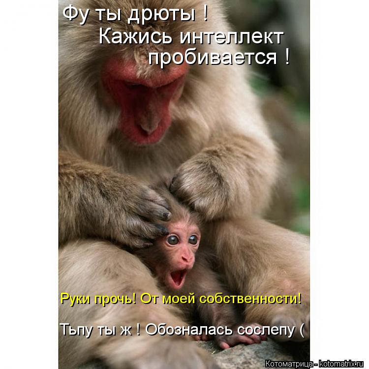 Фу ты дрюты ! Кажись интеллект пробивается ! Руки прочь! От моей собственности! Тьпу ты ж ! Обознала... Котоматрица: Фу ты дрюты ! Кажись интеллект пробивается ! Руки прочь! От моей собственности! Тьпу ты ж ! Обозналась сослепу (