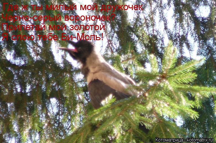 Где ж ты милый мой дружочек Черно-серый вороночек? Прилетай мой золотой Я спою тебе Би-Моль!... Котоматрица: Где ж ты милый мой дружочек Черно-серый вороночек? Прилетай мой золотой Я спою тебе Би-Моль!