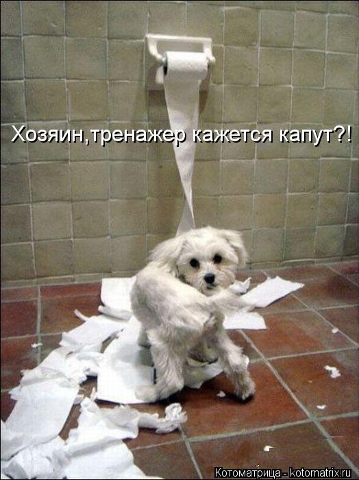 Хозяин,тренажер кажется капут?!... Котоматрица: Хозяин,тренажер кажется капут?!