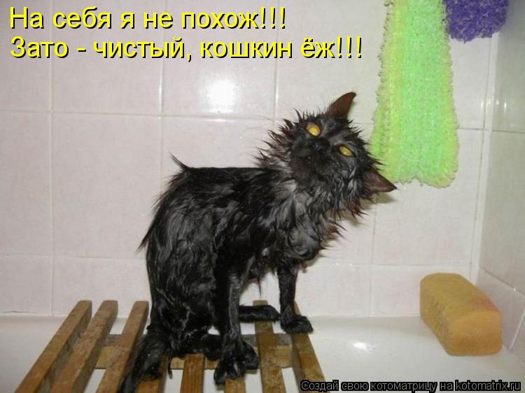 На себя я не похож!!! Зато - чистый, кошкин ёж!!!... Котоматрица: На себя я не похож!!! Зато - чистый, кошкин ёж!!!