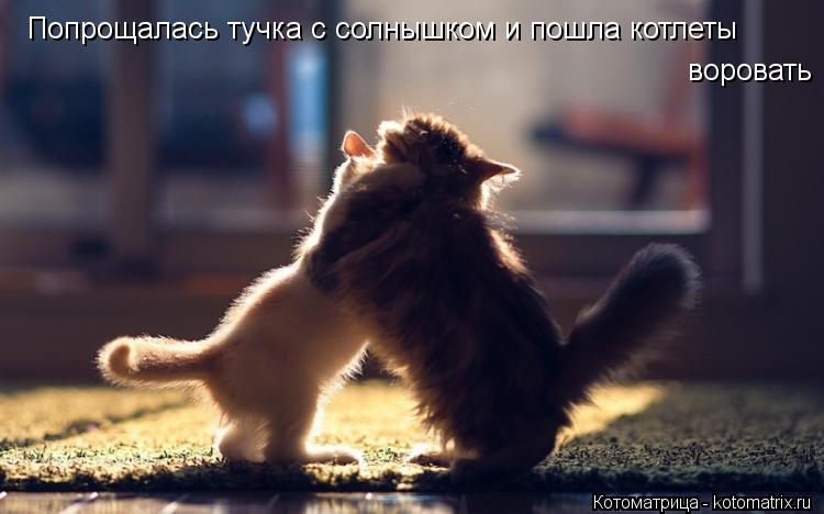 Попрощалась тучка с солнышком и пошла котлеты воровать... Котоматрица: Попрощалась тучка с солнышком и пошла котлеты воровать