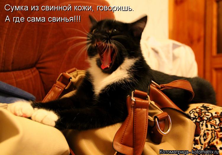 Сумка из свинной кожи, говоришь. А где сама свинья!!!... Котоматрица: Сумка из свинной кожи, говоришь. А где сама свинья!!!
