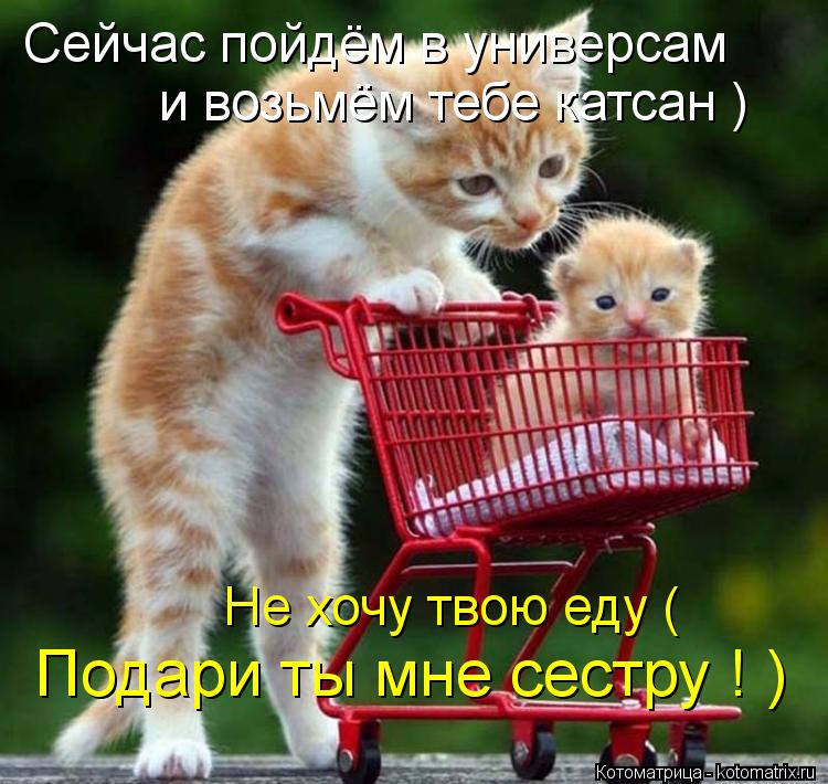 Сейчас пойдём в универсам и возьмём тебе катсан ) Не хочу твою еду ( Подари ты мне сестру ! )... Котоматрица: Сейчас пойдём в универсам и возьмём тебе катсан ) Не хочу твою еду ( Подари ты мне сестру ! )