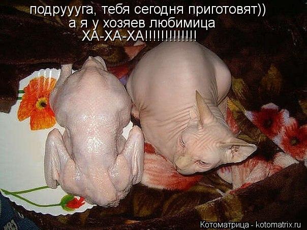 подруууга, тебя сегодня приготовят)) а я у хозяев любимица ХА-ХА-ХА!!!!!!!!!!!!!... Котоматрица: подруууга, тебя сегодня приготовят)) а я у хозяев любимица ХА-ХА-ХА!!!!!!!!!!!!!