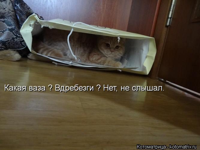 Какая ваза ? Вдребезги ? Нет, не слышал.... Котоматрица: Какая ваза ? Вдребезги ? Нет, не слышал.