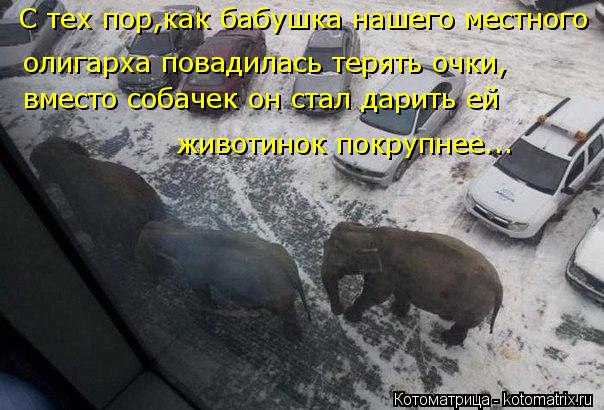 олигарха повадилась терять очки, С тех пор,как бабушка нашего местного вместо собачек он стал дарить ... Котоматрица: олигарха повадилась терять очки, С тех пор,как бабушка нашего местного вместо собачек он стал дарить ей животинок покрупнее...