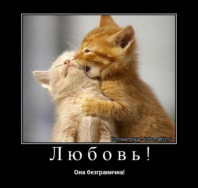Любовь! Она безгранична!... Котоматрица: Любовь! Она безгранична!