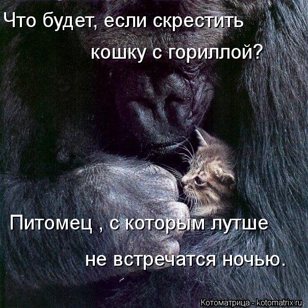 Что будет, если скрестить кошку с гориллой? Питомец , с которым лутше не встречатся ночью.... Котоматрица: Что будет, если скрестить кошку с гориллой? Питомец , с которым лутше не встречатся ночью.