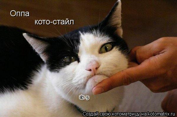 Оппа кото-стайл... Котоматрица: Оппа кото-стайл