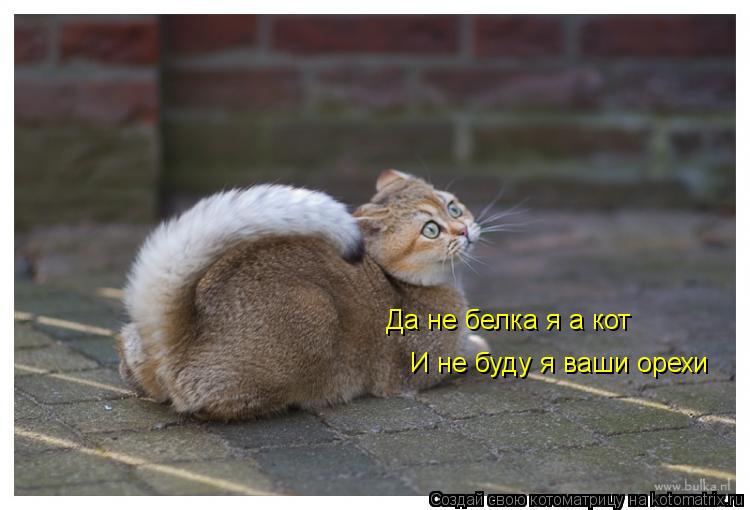 Да не белка я а кот И не буду я ваши орехи... Котоматрица: Да не белка я а кот И не буду я ваши орехи