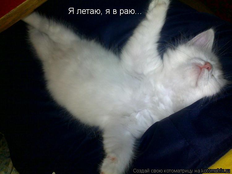Я летаю, я в раю...... Котоматрица: Я летаю, я в раю...