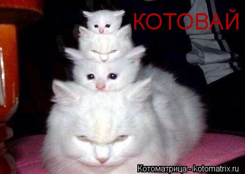 КОТОВАЙ... Котоматрица: КОТОВАЙ