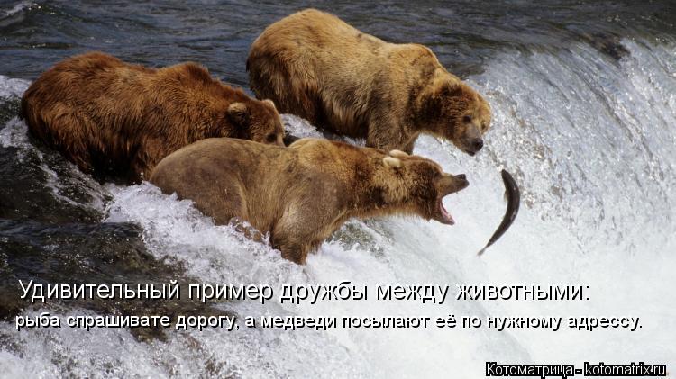Удивительный пример дружбы между животными: рыба спрашивате дорогу, а медведи посылают её по нужному ... Котоматрица: Удивительный пример дружбы между животными: рыба спрашивате дорогу, а медведи посылают её по нужному адрессу.