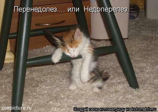 Перенедолез.... или Недоперелез...... Котоматрица: Перенедолез.... или Недоперелез...