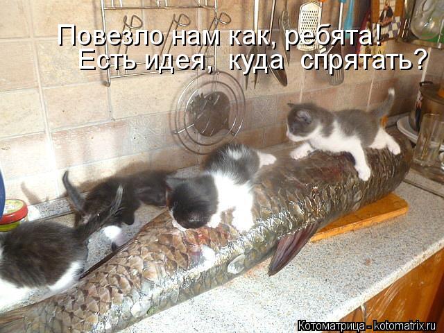 Повезло нам как, ребята! Есть идея, куда спрятать?... Котоматрица: Повезло нам как, ребята! Есть идея, куда спрятать?