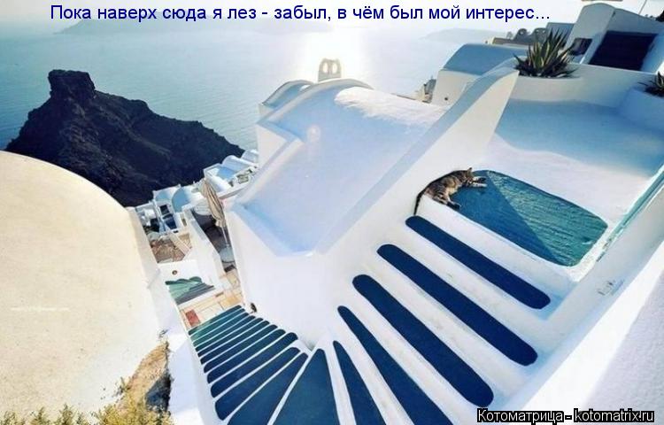 Пока наверх сюда я лез - забыл, в чём был мой интерес...... Котоматрица: Пока наверх сюда я лез - забыл, в чём был мой интерес...